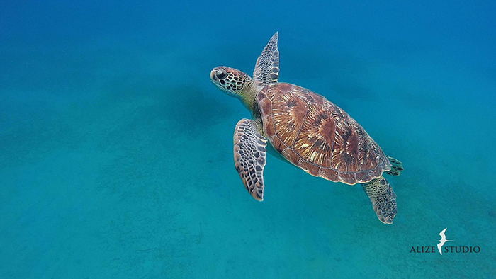 Tortue de mer