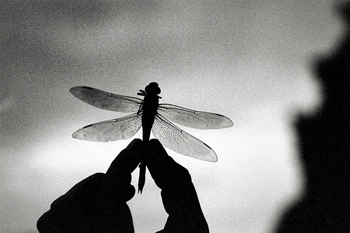 Photo de libellule en noir et blanc