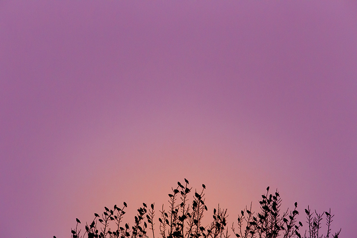 Paysages, des oiseaux, un arbre en ombre chinoise, et un coucher de soleil rosé, magnifique.